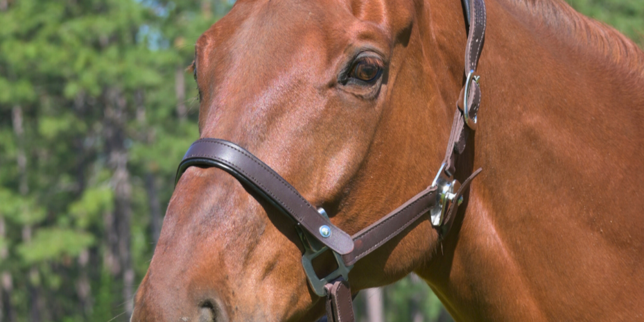 Halters and Leadropes