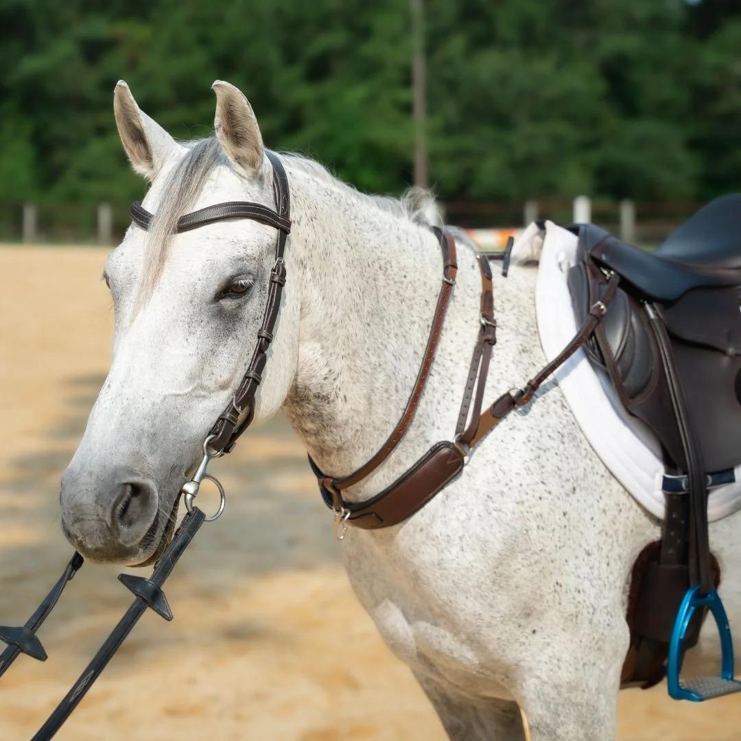 What Is a Training Breastplate?