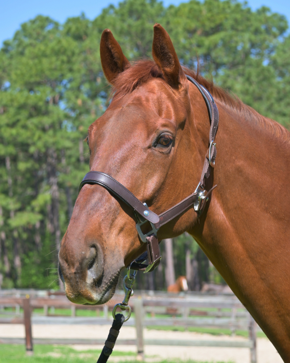 Premium Leather Halters for Comfort, Durability & Style – CorrectConnect