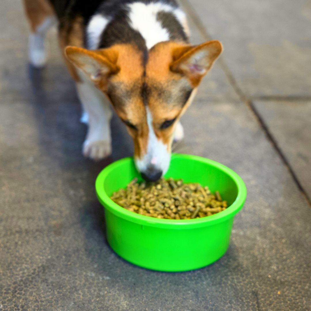 Mini 1 Gallon Small Horse Feed Storage, Treat, & Supplement Bowl with Snap-Lid
