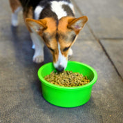 Mini 1 Gallon Small Horse Feed Storage, Treat, & Supplement Bowl with Snap-Lid