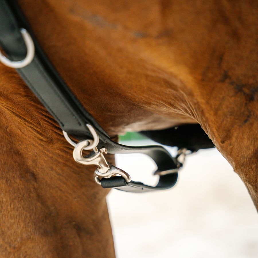 Therapeutic Equine Stretching System
