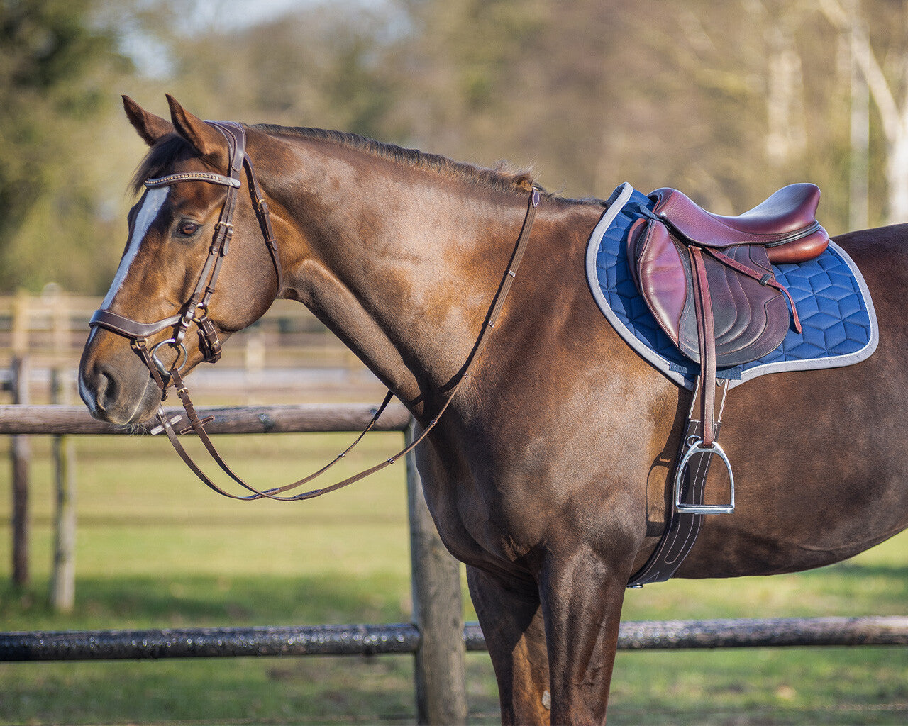 Avyra All Purpose Saddle Pad by QHP