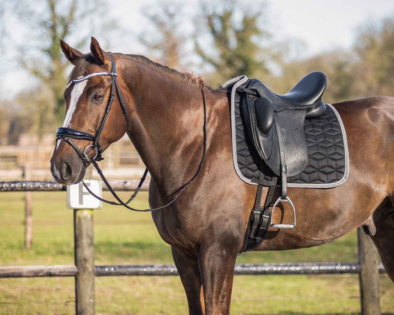 Avyra Dresage Saddle Pad by QHP