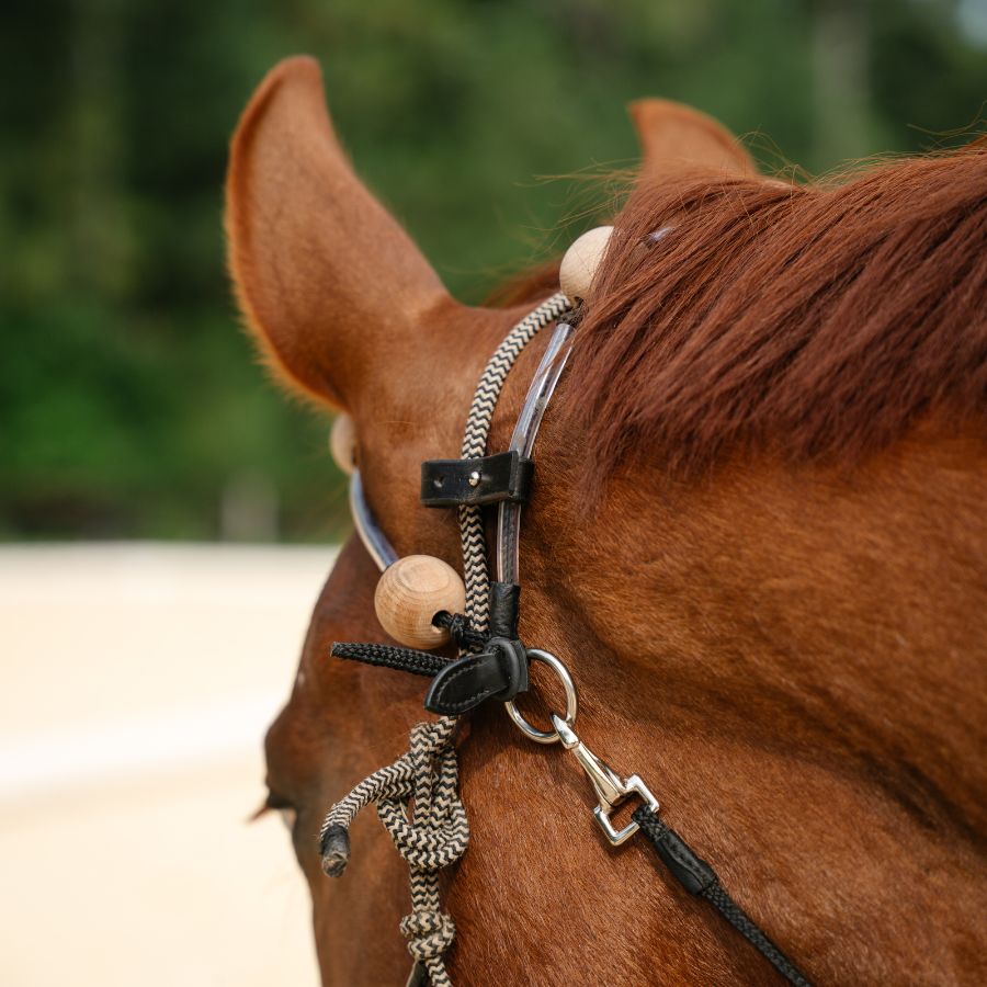 Therapeutic Equine Stretching System