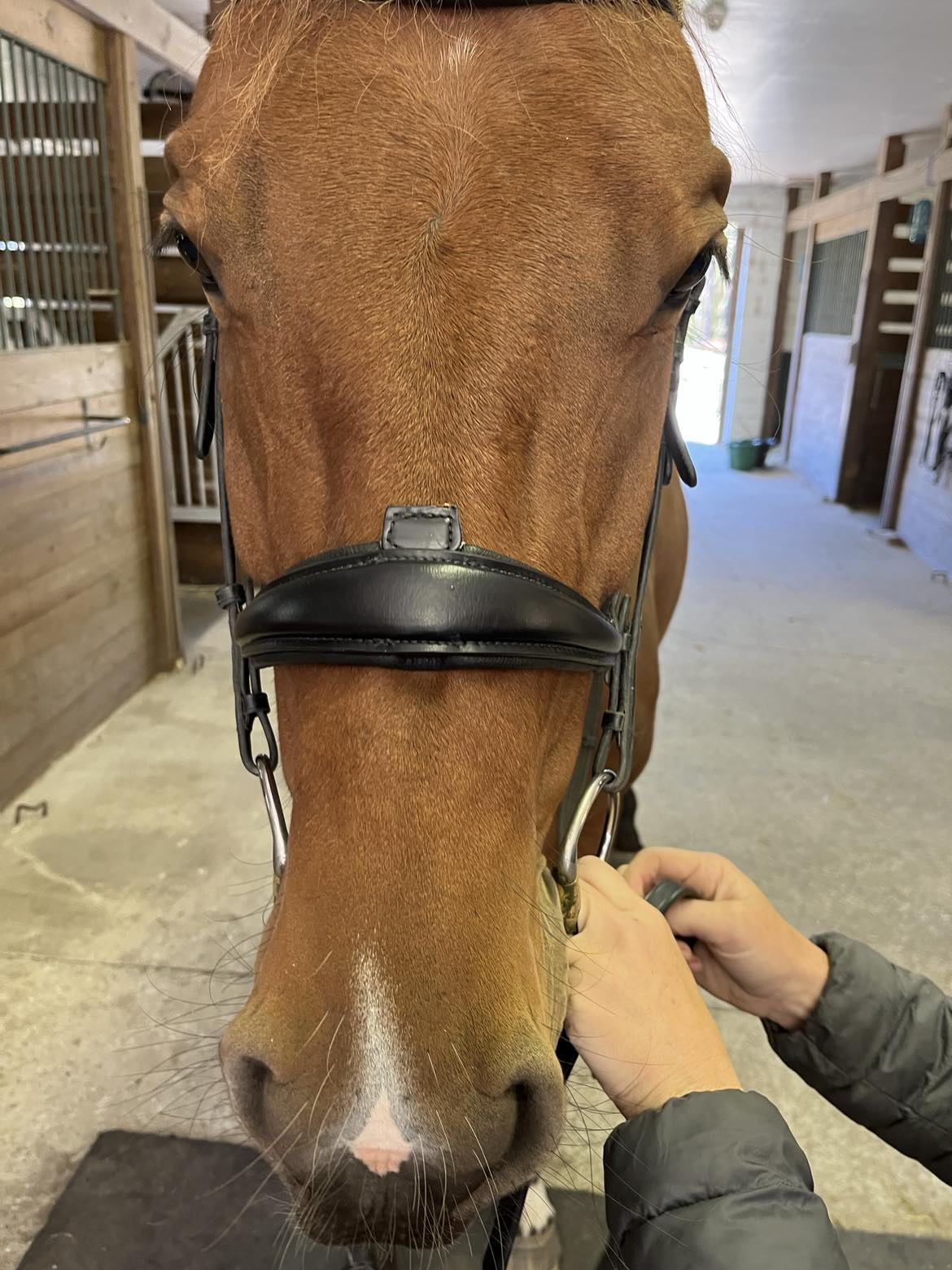 Hidden Flash!  Pro-fit Comfortable Bridle with Patent Noseband and Crystal Browband