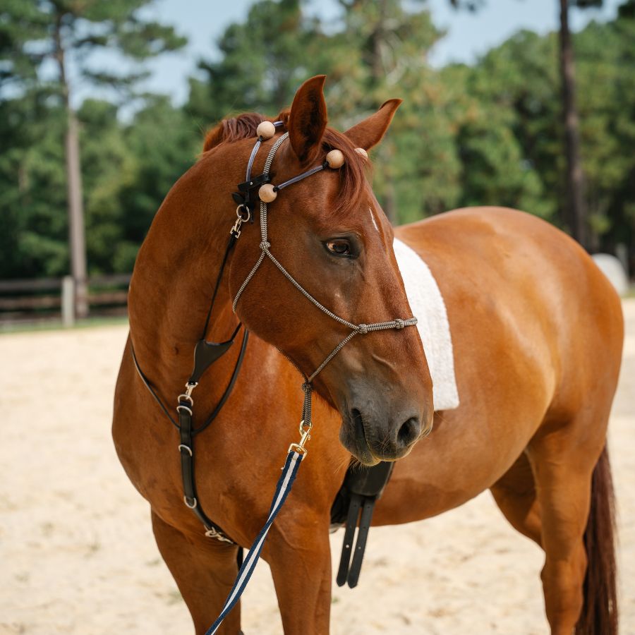 Therapeutic Equine Stretching System