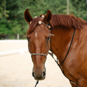 Therapeutic Equine Stretching System