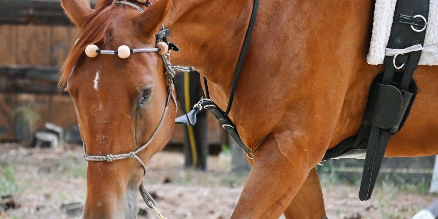 Therapeutic Equine Stretching System