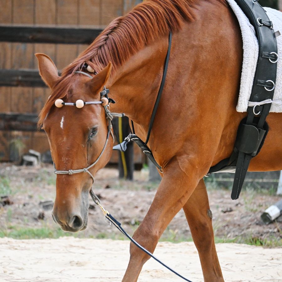 Therapeutic Equine Stretching System