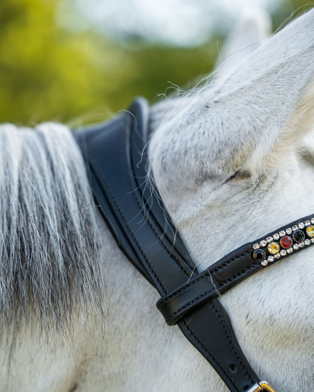 Evolve Comfort Bridle System