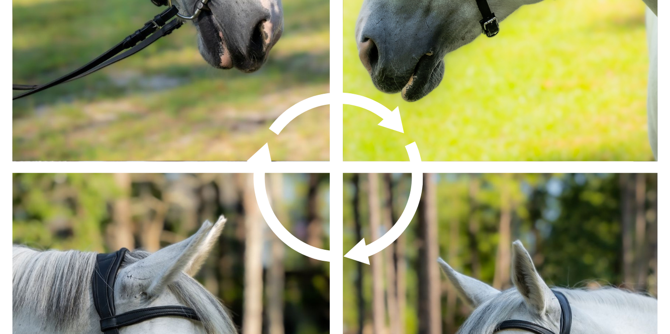 Evolve Comfort Bridle System