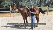 Therapeutic Equine Stretching System