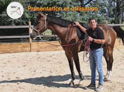 Therapeutic Equine Stretching System